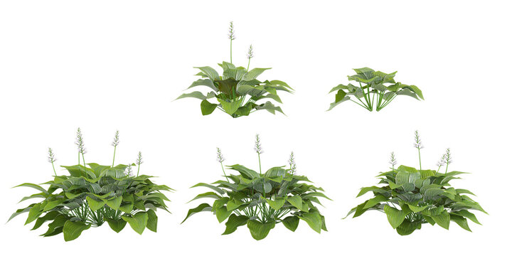 Hosta Trees isolated on white background, tropical trees isolated used for architecture