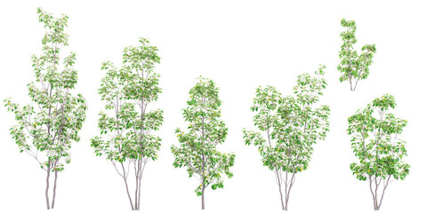 Fototapeta premium Jungle Hong kong dogwoo trees shapes cutout 3d render