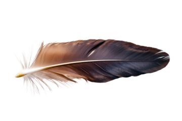 Single eagle feather, sharp feather edges and intricate details isolated on white background.