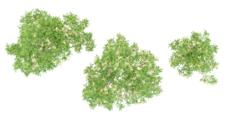 Obraz premium set of Himalayan ash trees on transparent background, 3D rendering,Top view