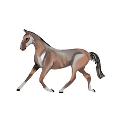 Brown horse on a  an isolated background