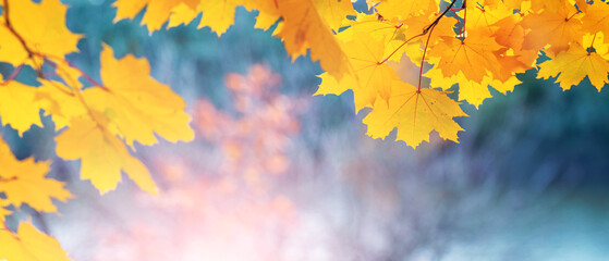 Yellow maple leaves on a blue blurred background in sunny weather, autumn leaves