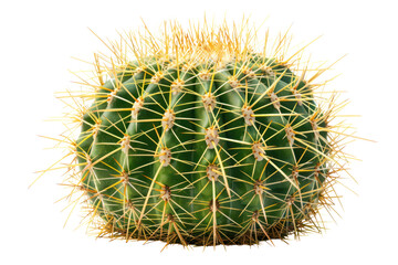 Realistic photo of Echinocactus grusonii or Golden Barrel cactus isolated on white background.