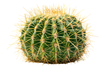 Realistic photo of Echinocactus grusonii or Golden Barrel cactus isolated on white background.
