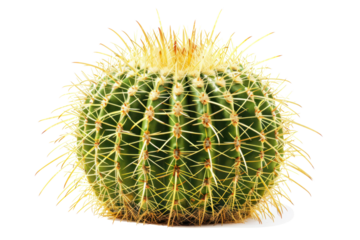 Realistic photo of Echinocactus grusonii or Golden Barrel cactus isolated on white background.