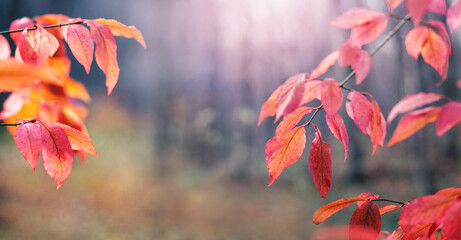 Autumn forest with red leaves on tree branches on blurred background in sunny weather, atmospheric...