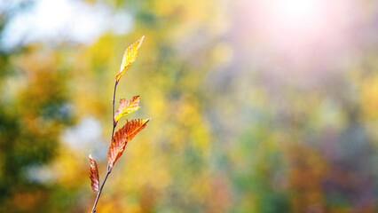 A thin branch of a tree with colorful autumn leaves on a blurred background in sunny weather