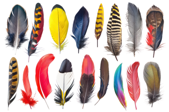 Rare feathers, each representing a different species and geographic region, are separated on a white background.