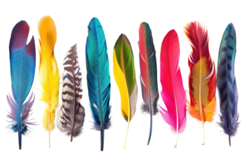 Rare feathers, each representing a different species and geographic region, are separated on a white background.