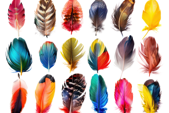Rare feathers, each representing a different species and geographic region, are separated on a white background.
