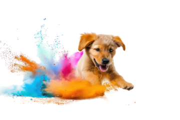 Puppy playing on a pile of Holi powder, isolated on white background.