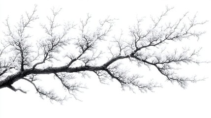 Fototapeta premium Whispers of Nature A Tale of Bare Branches and Winters Embrace