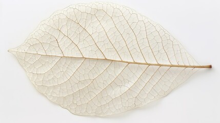 leaf isolated on white background