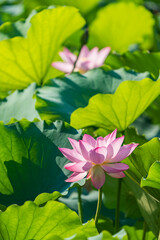 Lotus flower plants in garden pond