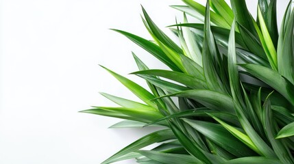 Green Leaves on a White Background