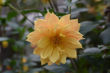 Dahlia Flower