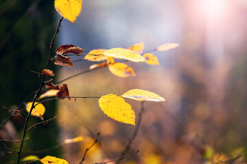 A tree branch with dry yellow leaves in the autumn forest on a sunny day