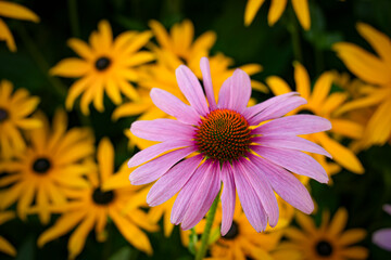 Pink echinacea
