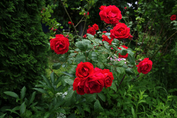 Red Roses close-up in garden.