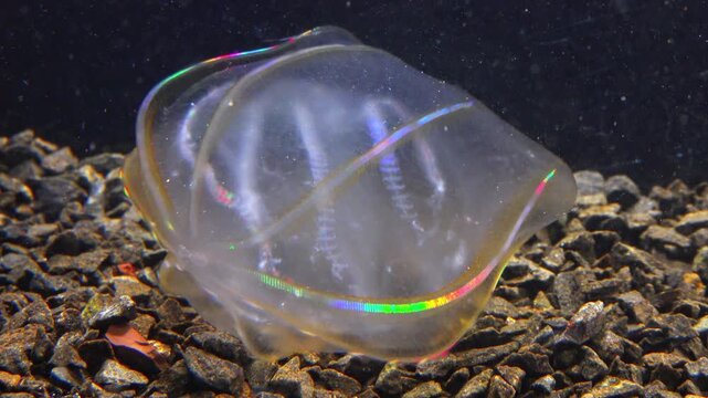  Combine jelly digesting caught comb jelly Mnemiopsis, comb plates glistening in the light