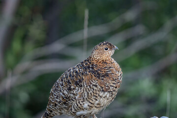 The willow ptarmigan ( Lagopus lagopus) is a bird in the grouse subfamily Tetraoninae of the pheasant family Phasianidae. willow grouse, red grouse. Denali National Park and Preserve， Alaska