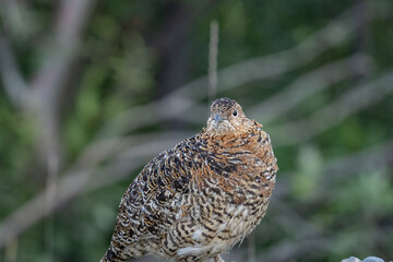 The willow ptarmigan ( Lagopus lagopus) is a bird in the grouse subfamily Tetraoninae of the pheasant family Phasianidae. willow grouse, red grouse. Denali National Park and Preserve， Alaska