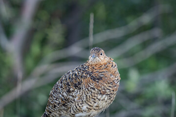 The willow ptarmigan ( Lagopus lagopus) is a bird in the grouse subfamily Tetraoninae of the pheasant family Phasianidae. willow grouse, red grouse. Denali National Park and Preserve， Alaska
