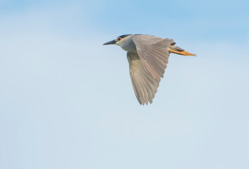 Night Heron on the move in early morning light. Summer, East Coast of Florida. 