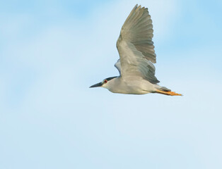 Night Heron on the move in early morning light. Summer, East Coast of Florida. 