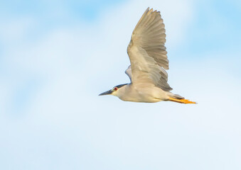 Night Heron on the move in early morning light. Summer, East Coast of Florida. 