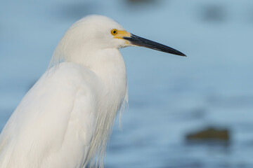 Snowy Egret scouring for food in early morning light, Melbourne, Florida. Summer. 