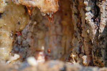 Drops of sticky pine sap. Abstract shape of pine sap droplets. For the needs of the chemical industry