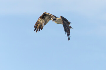 Majestic Osprey in morning light, flying over the ocean. Melbourne, Florida in Summer. 