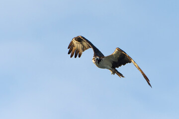 Majestic Osprey in morning light, flying over the ocean. Melbourne, Florida in Summer. 