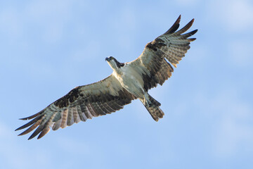 Majestic Osprey in morning light, flying over the ocean. Melbourne, Florida in Summer. 