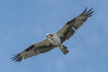 Majestic Osprey in morning light, flying over the ocean. Melbourne, Florida in Summer. 