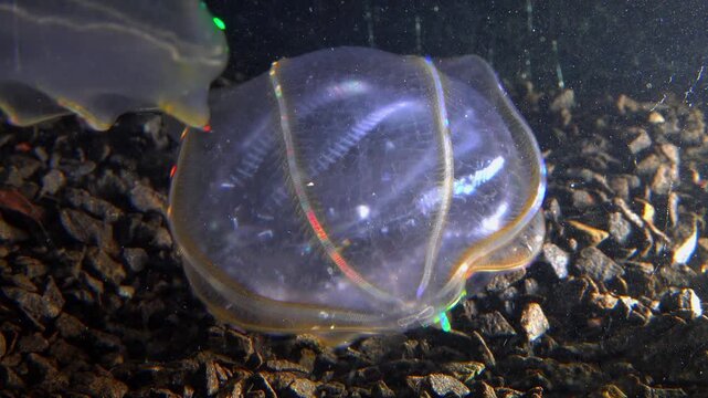  Combine jelly digesting caught comb jelly Mnemiopsis, comb plates glistening in the light