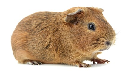 Fototapeta premium A small brown and white animal with a black nose and big eyes. It is sitting on a white background