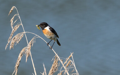 a bird with trophy in its beak, sitting on a reed