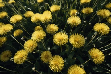 Obraz premium Close-up of a field of vibrant yellow dandelions in full bloom