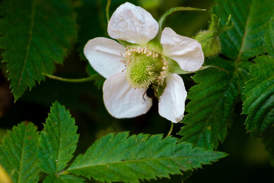 Flor branca horizontal.