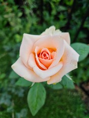A single, velvety red rose in full bloom.  The petals are soft and delicate, with a hint of dew on their surface.  Perfect for Valentine's Day, romance, and floral themes. 