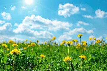 Obraz premium A field of yellow flowers with a blue sky in the background