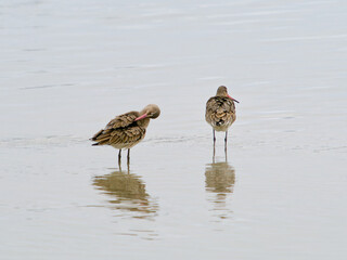 Two birds are perched in the water, surrounded by the calm waters.
