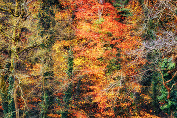 A forest with trees that are brown and yellow. The trees are in a line and are not very tall.