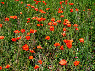 The image shows red poppies and blue flowers emerging from tall grass.