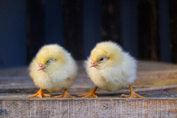 Two yellow feathered chicks. Chicks stand on chairs. Closed up chicks