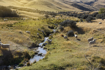 Rolling green farm fields with flock of merino sheeps seen on Mount obi landing site, Otago, New...