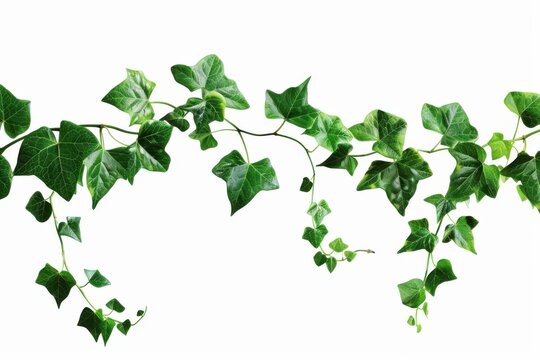 Leafy vines with transparent background