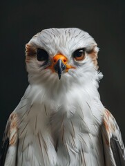 Close-up of a White Falcon on Dark Background
